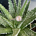Cathedral Solitaire Morganite and Diamond Highlight White Gold Ring