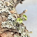 Cushion Cut Double Claw Peridot Studs