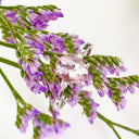 Delicate Oval Pink Morganite and Diamond Accent Ring