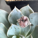 Diamond Halo Morganite Dress Ring With trilogy Diamond Shoulder Highlight