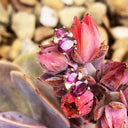 Double Oval Grape Garnet and Diamond accent studs