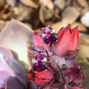 Double Oval Grape Garnet and Diamond accent studs