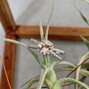 Dynamic Diamond Encrusted Split Shank Morganite Ring