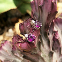 Grape Garnet Studs wih Petit Diamond Accent