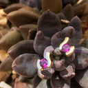 Grape Garnet and Yellow Gold Swish Studs