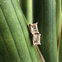Morganite Emerald Cut Studs