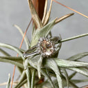 Diamond Halo Pear Cut Morganite White Gold Ring