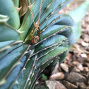 Raindrop Morganite and Rose Gold Pendant
