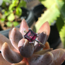 Solitaire Rhodolite Garnet Cushion Cut Ring