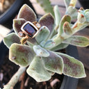 Garnet and Diamond Rose Gold ring