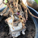Pear Cut Garnet and Diamond Ring