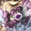 Oval Grape Garnet and Diamond Halo ring