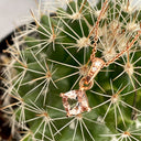 Petite Cushion Cut Morganite Rose Gold Pendant with Diamond Highlighted Bale