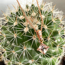 Petite Cushion Cut Morganite Rose Gold Pendant with Diamond Highlighted Bale