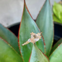 Rose Gold Double Claw Trilliant Cut Morganite With Diamond Shoulder Highlight Ring