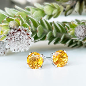 Silver 4 Claw Citrine Studs 7mm x 7mm