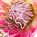 Silver Petite Africa Outline Pendant