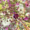 Solitaire Heart Shape Grape Garnet Rose Gold Ring