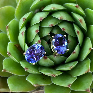Sophisticated Oval Four Claw Tanzanite Studs