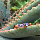Trilogy Bar Set Tanzanite Rose Gold Ring